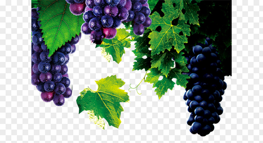 Grape Red Wine Common Vine Barrel French PNG
