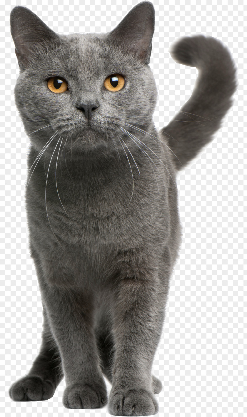 Kitten Chartreux Russian Blue British Shorthair Exotic Persian Cat PNG