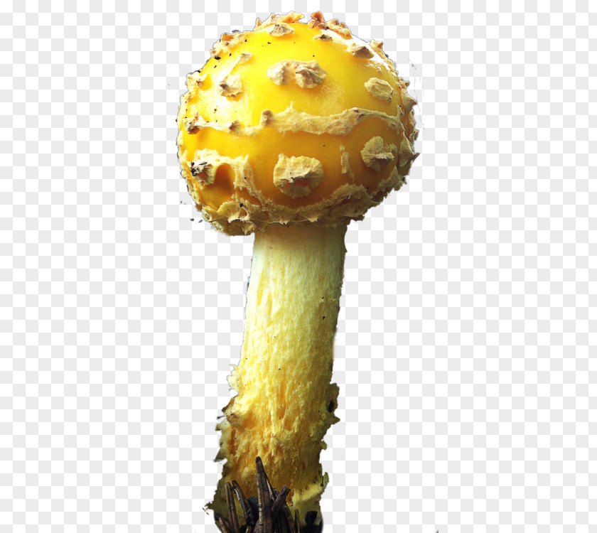 Mushroom Poisoning Edible Fungus Medicinal Fungi Medicine PNG
