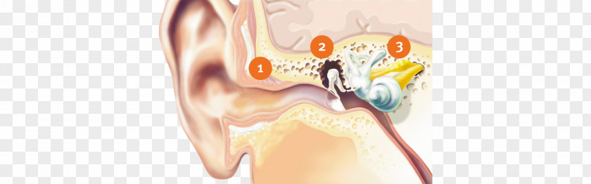 Outer Banner Inner Ear Auditory System Middle Hearing PNG