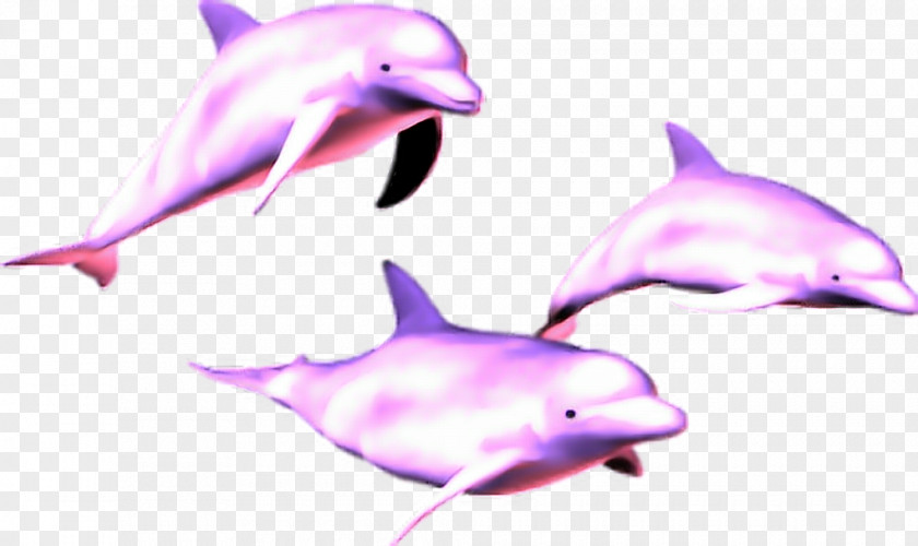 Dolphin Vaporwave Image Clip Art PNG