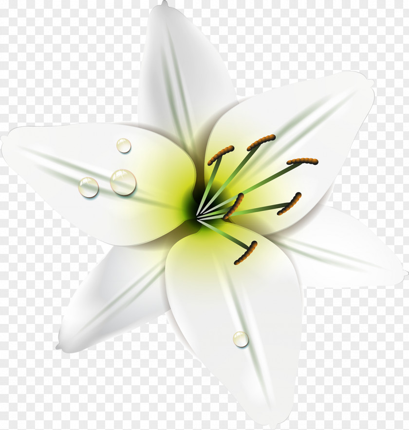 Film Frame Lily M PNG