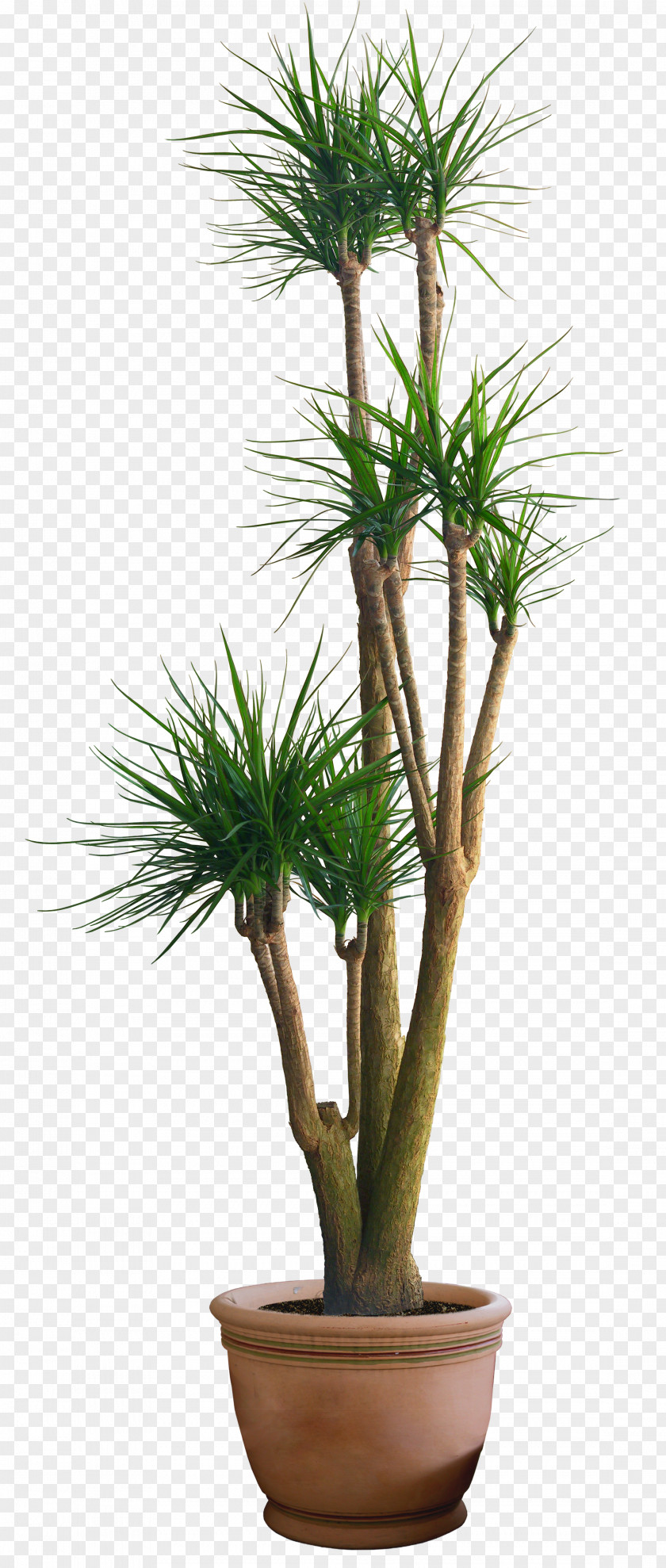 HD Plant Pot Pine Flowerpot PNG