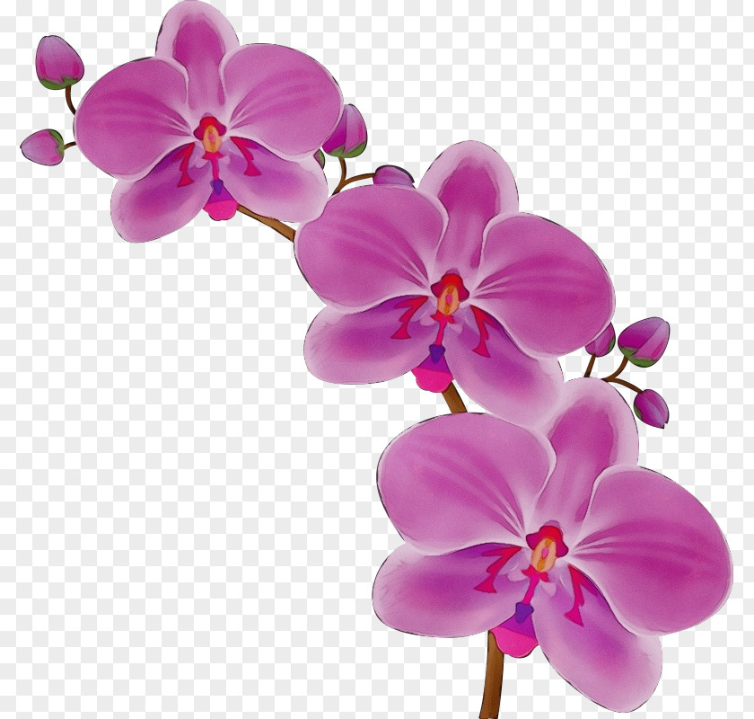 Magenta Purple Flower Flowering Plant Petal Moth Orchid Pink PNG