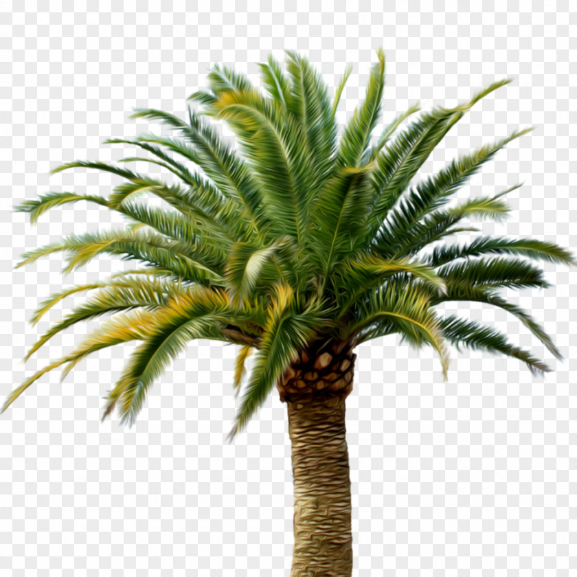 Palm Trees Clip Art Image PNG