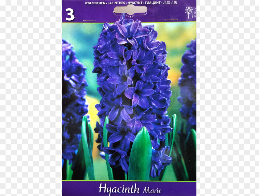 Violet English Lavender Hyacinth Larkspur Common Sage PNG