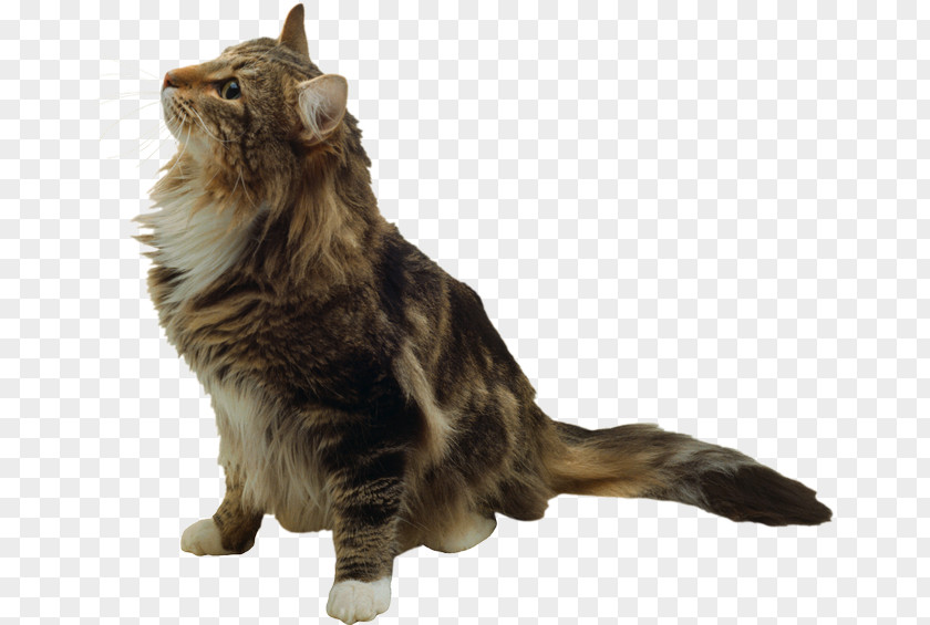Whiskers Maine Coon Domestic Short-haired Cat Felidae Paw PNG