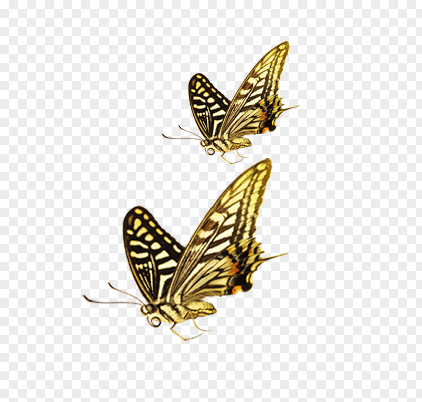 Butterfly Green Yellow Computer File PNG