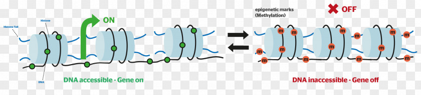 Epigenetics DNA Methylation Histone PNG