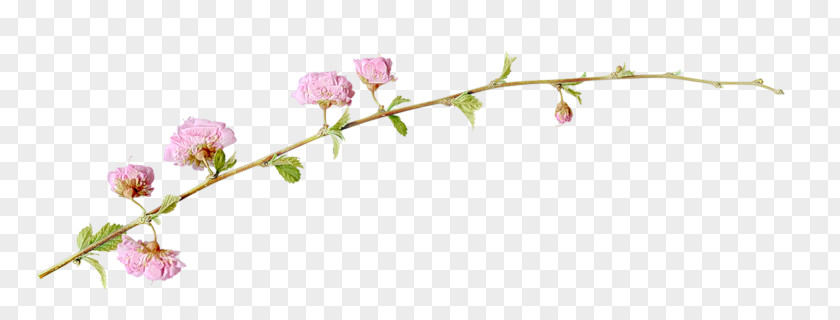 Flower Branch Twig PNG