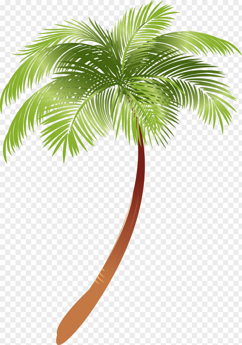 Palm Tree Arecaceae Asian Palmyra Plant Coconut Milk PNG