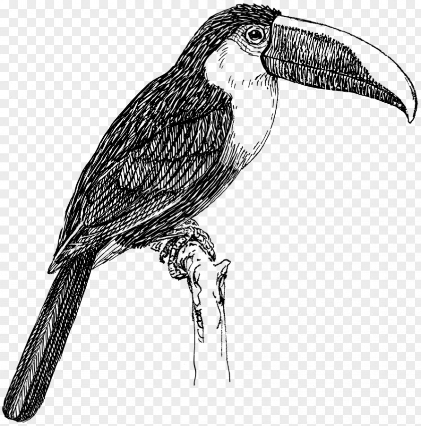 Tucan Bird Toco Toucan White-throated Clip Art PNG