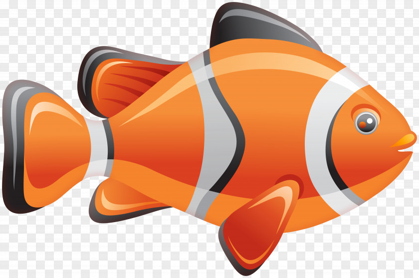 Clownfish Map Vector Graphics Stock Illustration Photography Royalty-free PNG