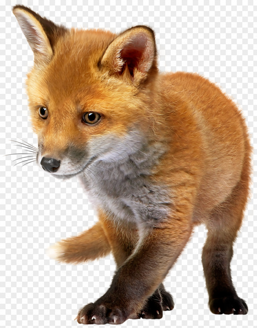Fox Infant Clip Art PNG