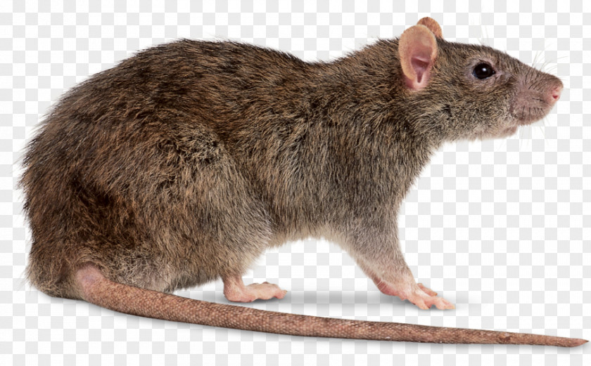 Mouse Brown Rat Black Clip Art PNG