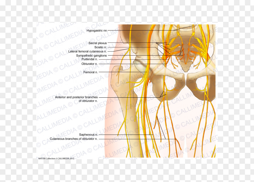 Nerves Shoulder Hip Femoral Nerve Anatomy PNG