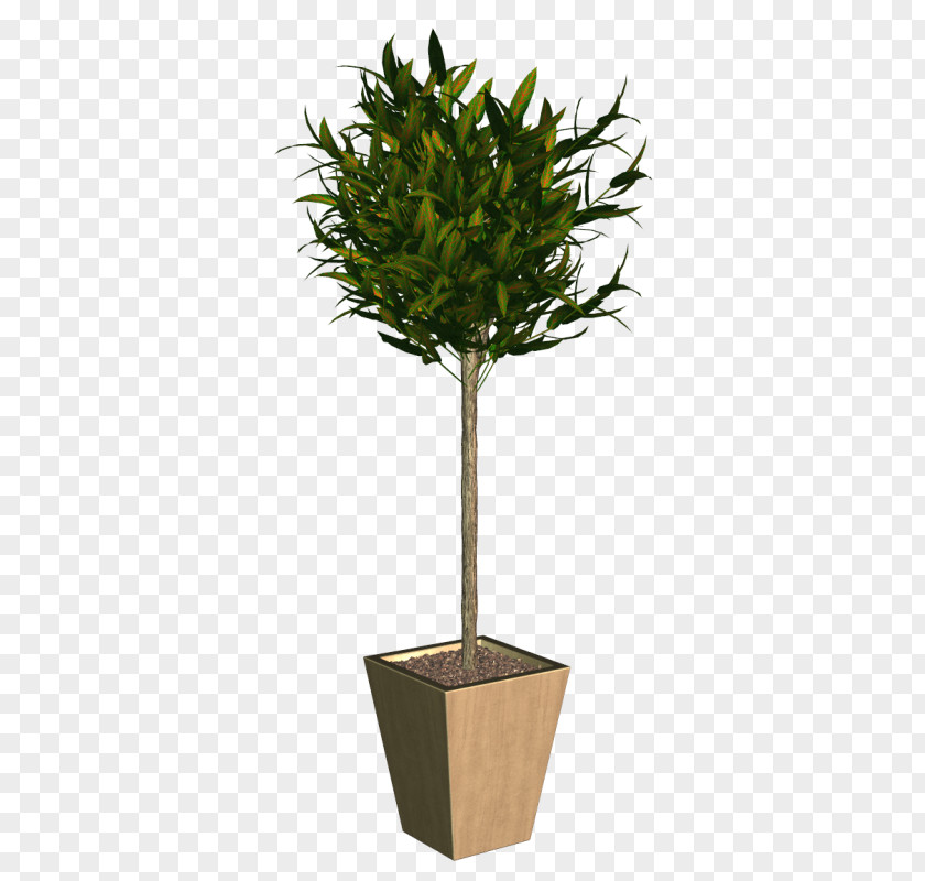 Tree Treelet Plant Trunk Japanese Holly PNG