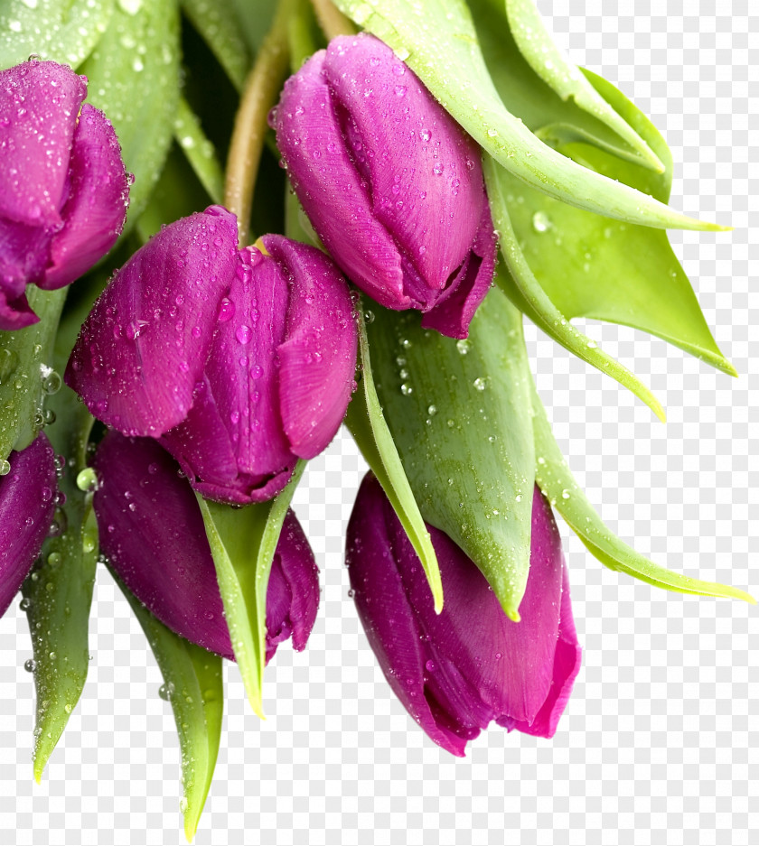 Tulip Flower Desktop Wallpaper High-definition Video Television PNG