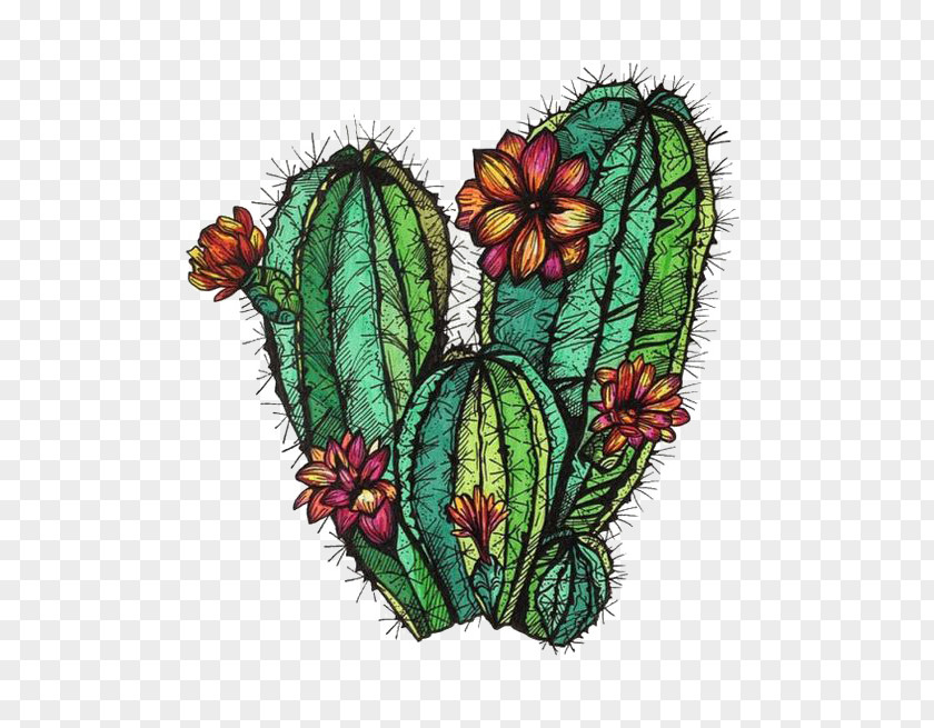 Cactus Cactaceae Drawing Painting PNG