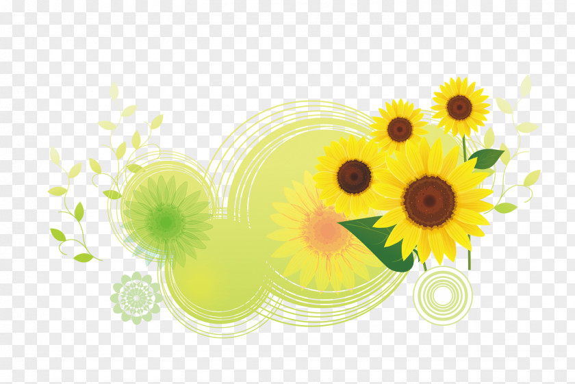 Cartoon Round Translucent Bottom Sunflowers Sunflower Flower Download Common Illustration PNG