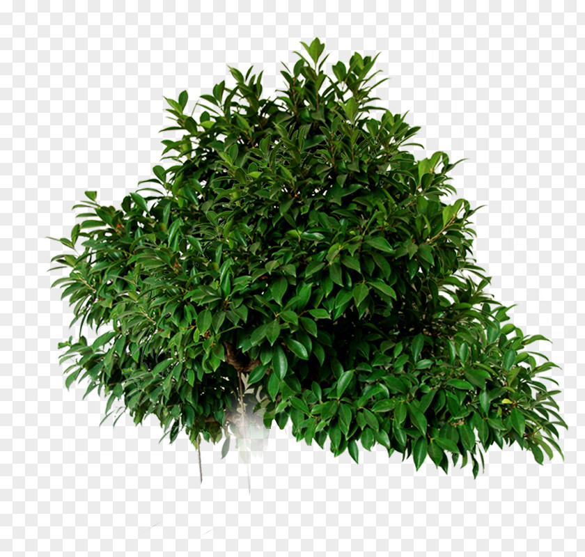 Evergreen Tree Material Icon PNG