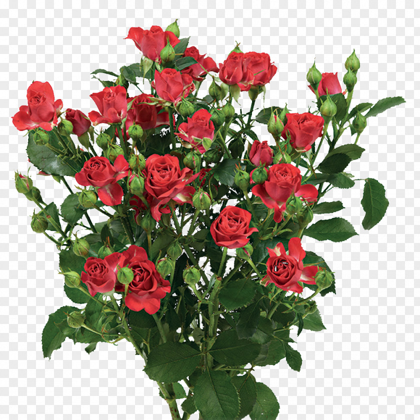 Flower Garden Roses Cabbage Rose China Floribunda Memorial PNG
