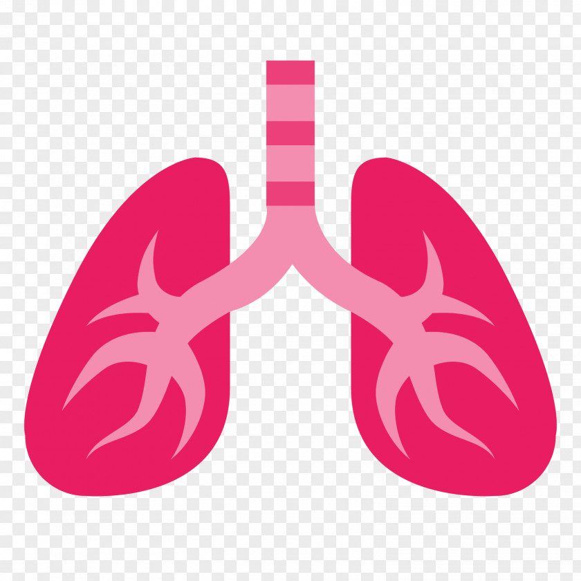 Lungs Lung PNG