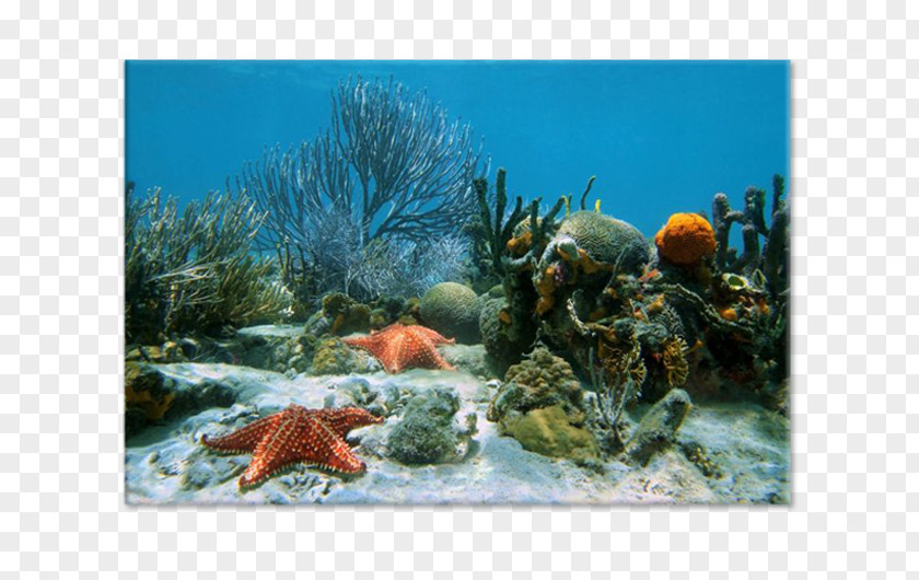 Sea World Ocean Coral Reef Underwater PNG