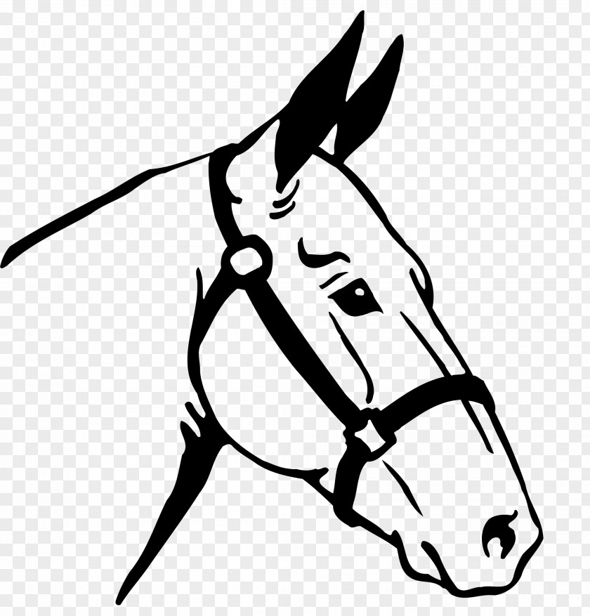 Thoroughbred Stallion Equestrian Draft Horse PNG
