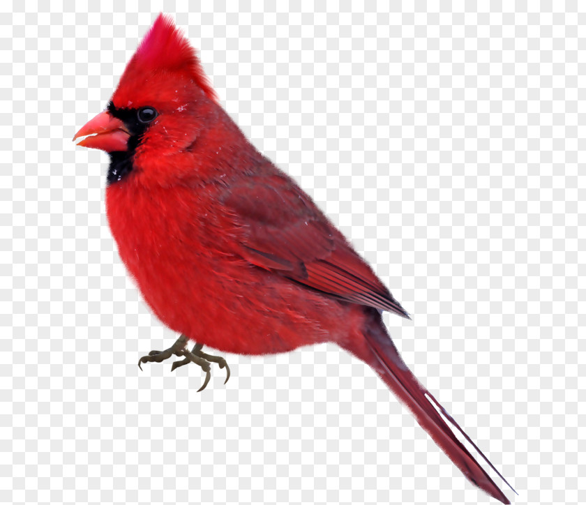 Bird Northern Cardinal Clip Art PNG