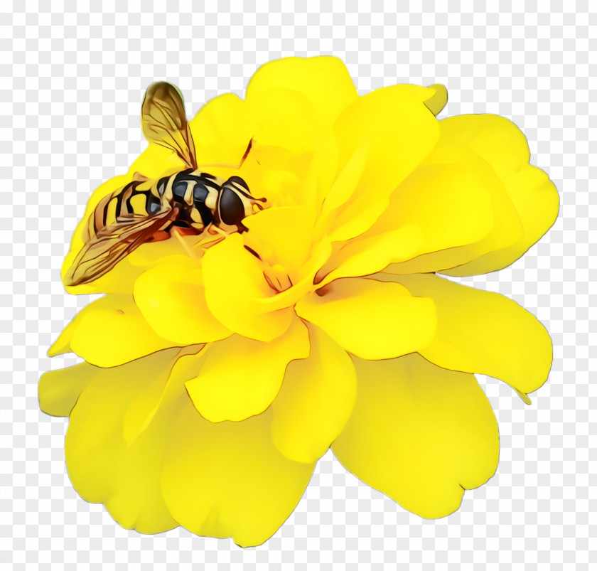 Fly Hoverfly Marigold Flower PNG