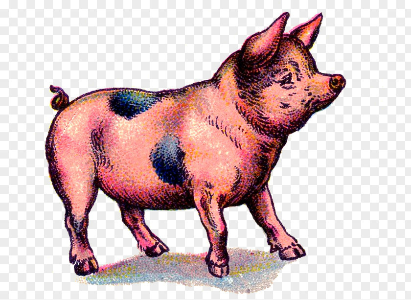 Pig Domestic Dog Breed Domestication PNG