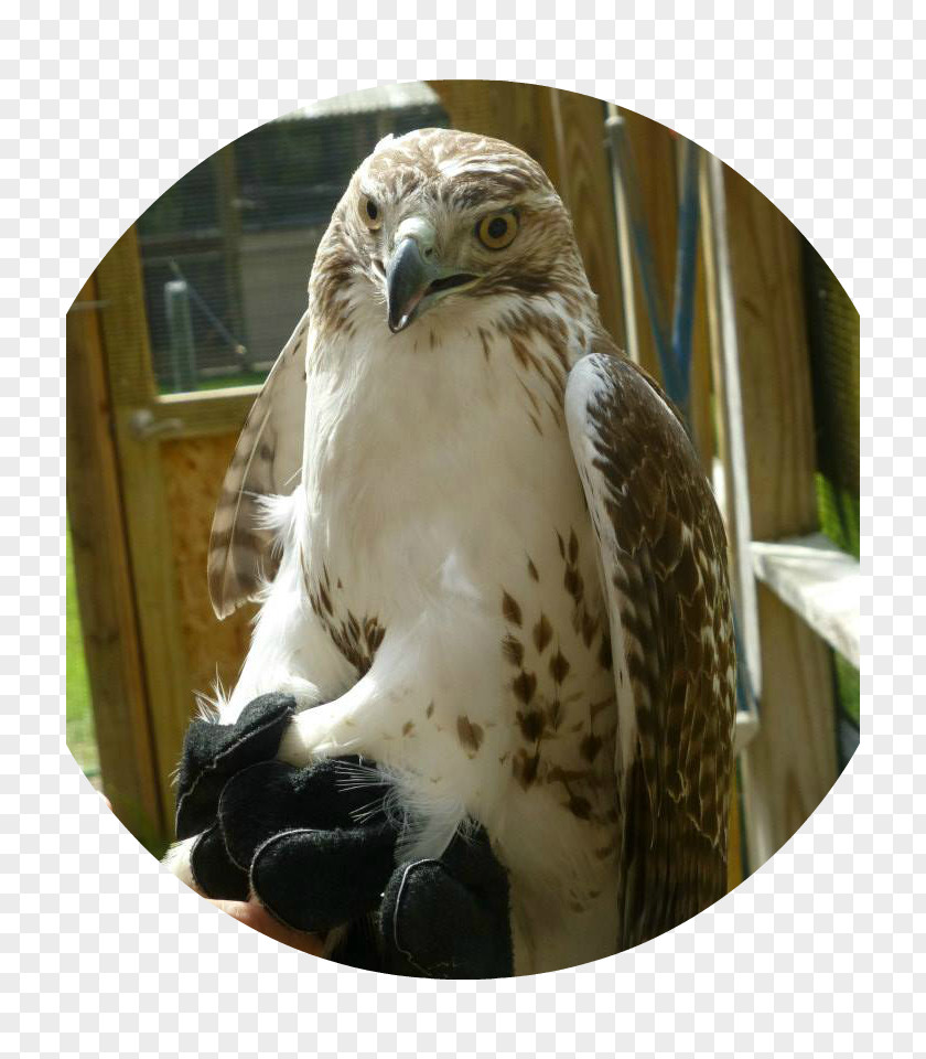 Redtailed Hawk Red-tailed Buzzard Eagle Dan Woog -- GLBT Activist/speaker PNG