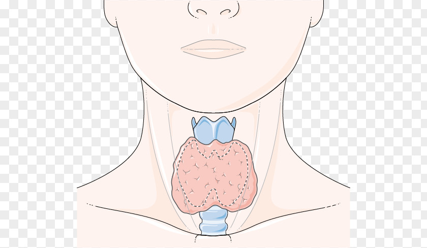 Thyroid Gland Cheek Eye Mouth Lip Jaw PNG