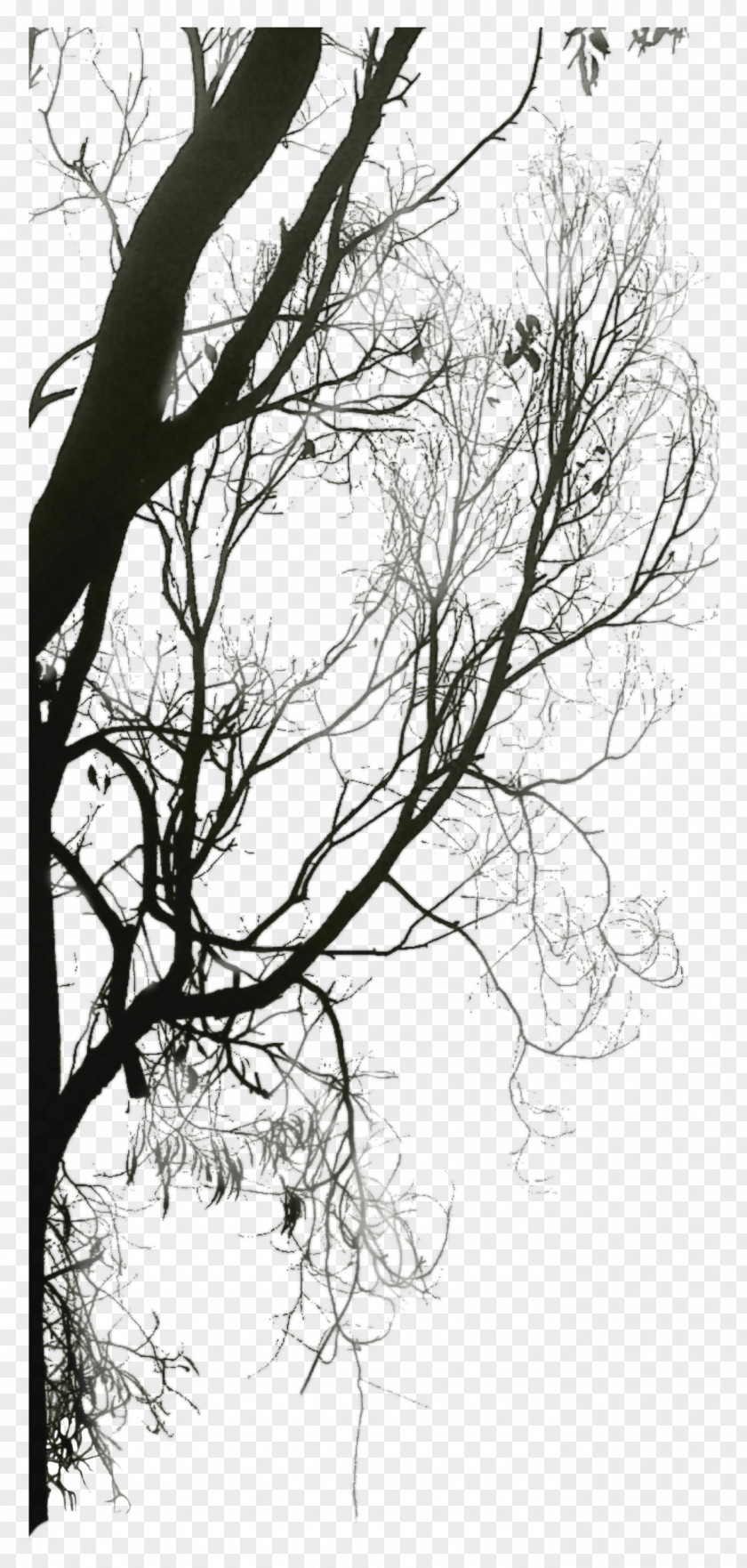 Trees Silhouette Black And White Twig Download Tree PNG