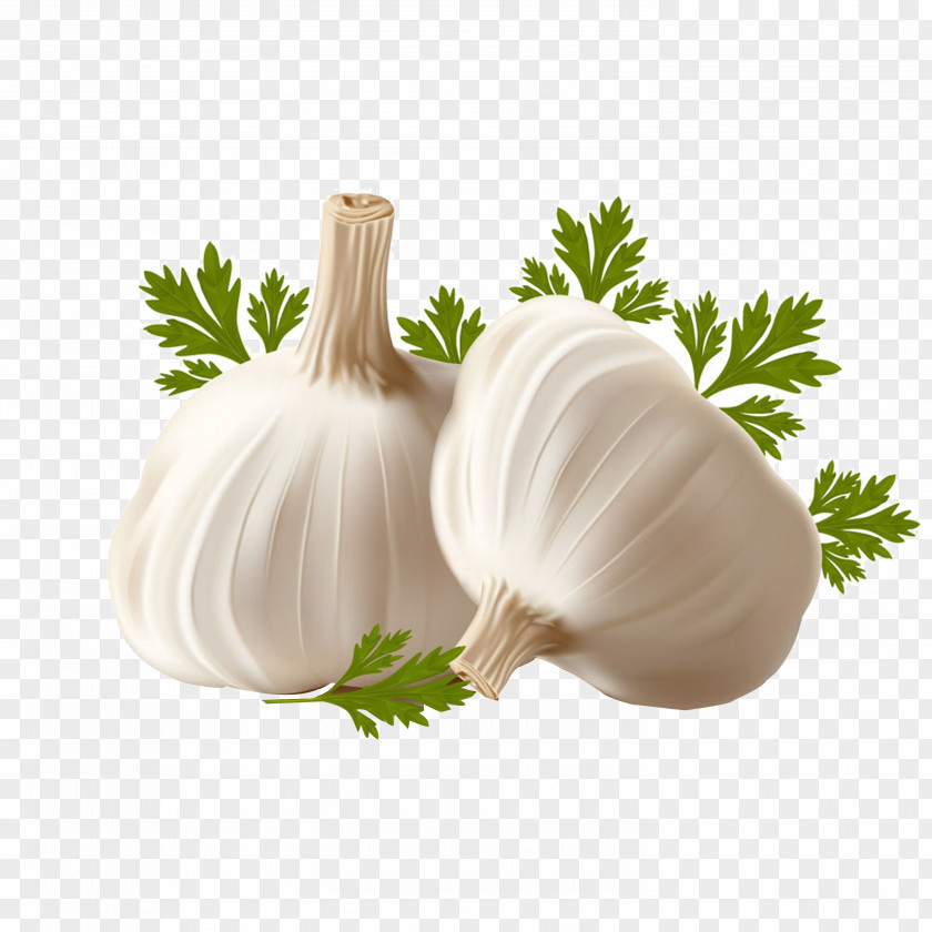 Garlic Breath Clip Art PNG
