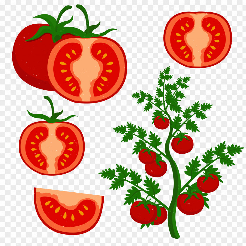 Grow Tomatoes Cherry Tomato Clip Art PNG