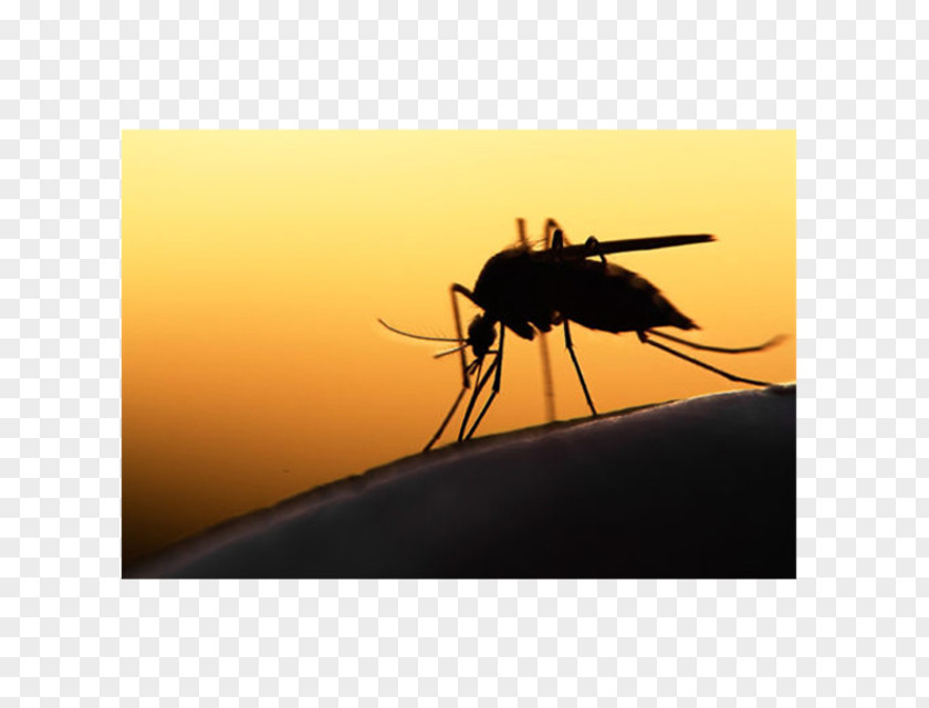 Mosquito-borne Disease 2015–16 Zika Virus Epidemic Fever PNG