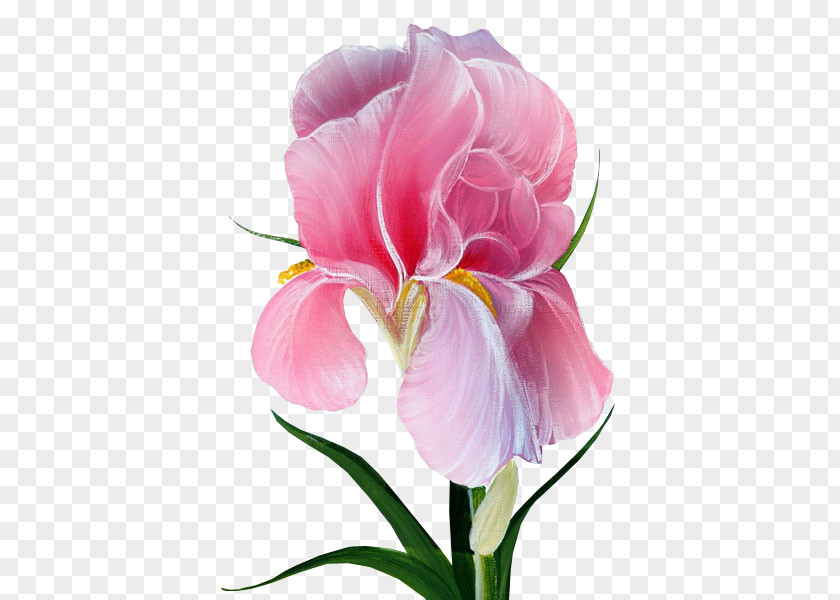 Perennial Plant Tulip Sweet Pea Flower PNG