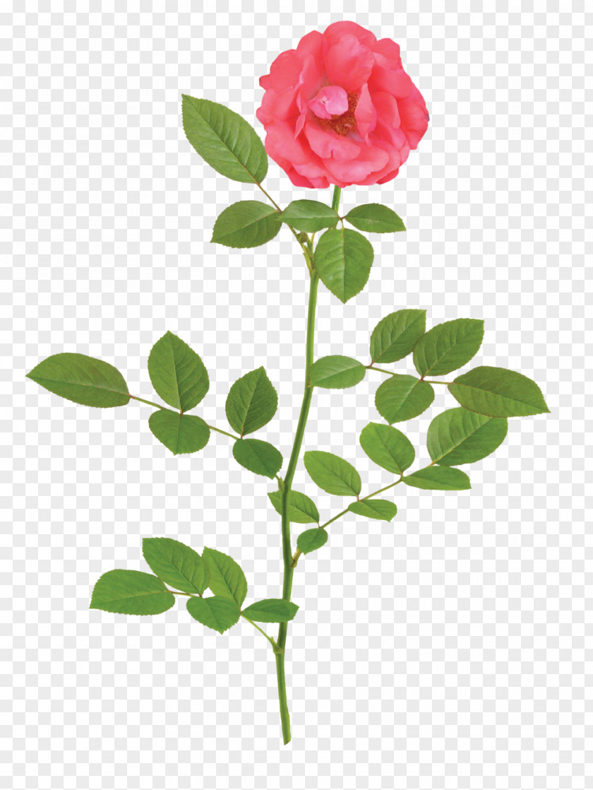 Rose Garden Roses Stock Photography Clip Art Illustration PNG