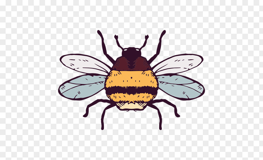 Bees European Dark Bee Insect Honey Clip Art PNG