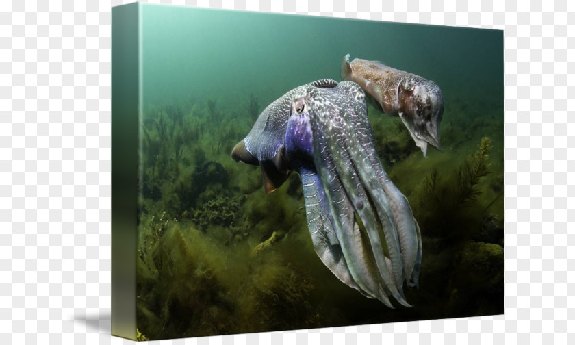 Cuttlefish Wildlife Fauna PNG
