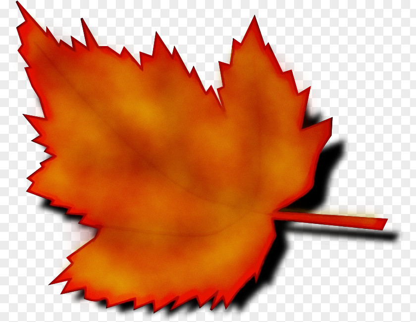 Plane Maple Leaf Red Tree PNG