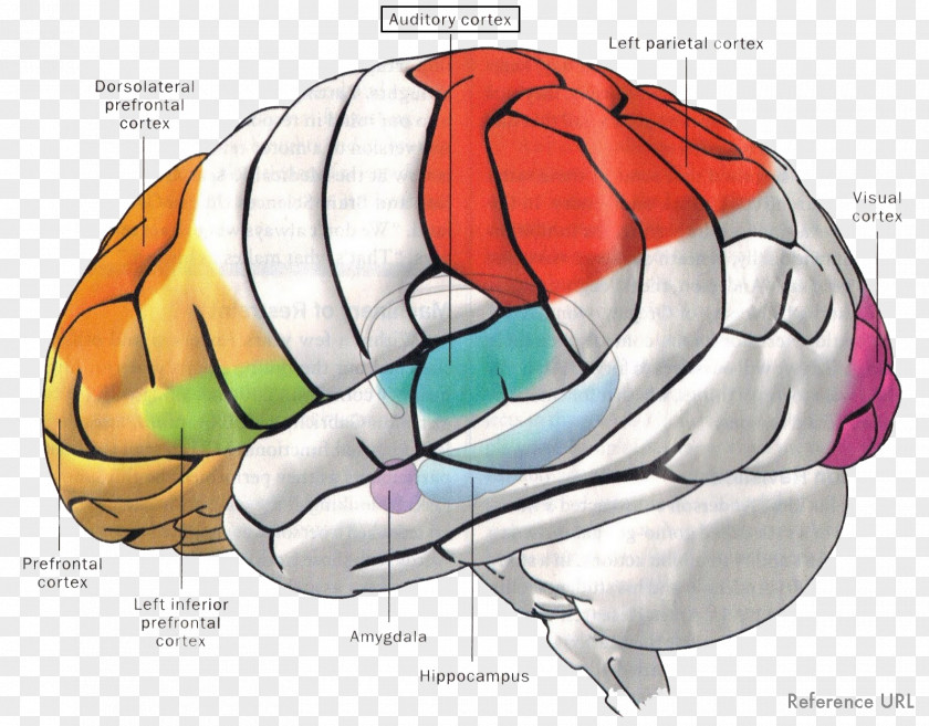 Brain Amygdala Memory Auditory Cortex System PNG