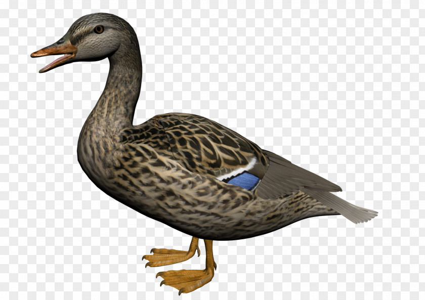 Duck PNG clipart PNG