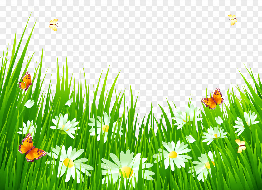 Grass With White Flowers Clipart Flower Clip Art PNG