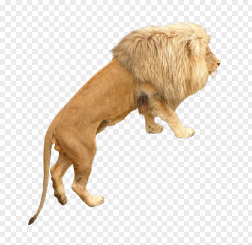 Lion Dog Breed PNG