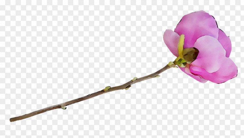 Moth Orchids Cut Flowers Plant Stem Rose Family PNG