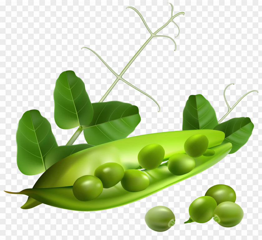 Pea Clip Art PNG