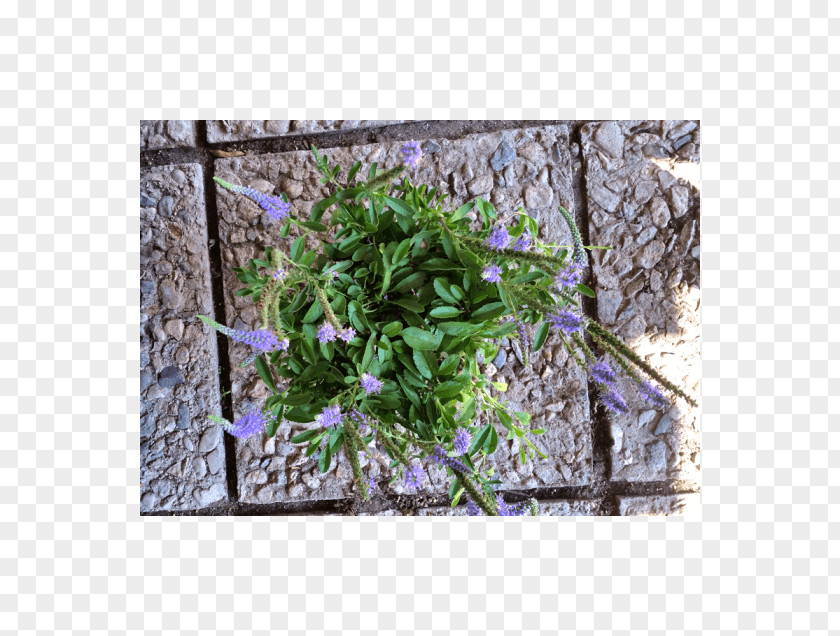 Veronica Groundcover Lawn Herb Shrub Flower PNG